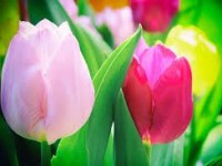 Bastelidee für den&nbsp;Frühling